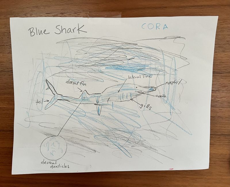 Cora’s Shark Drawing