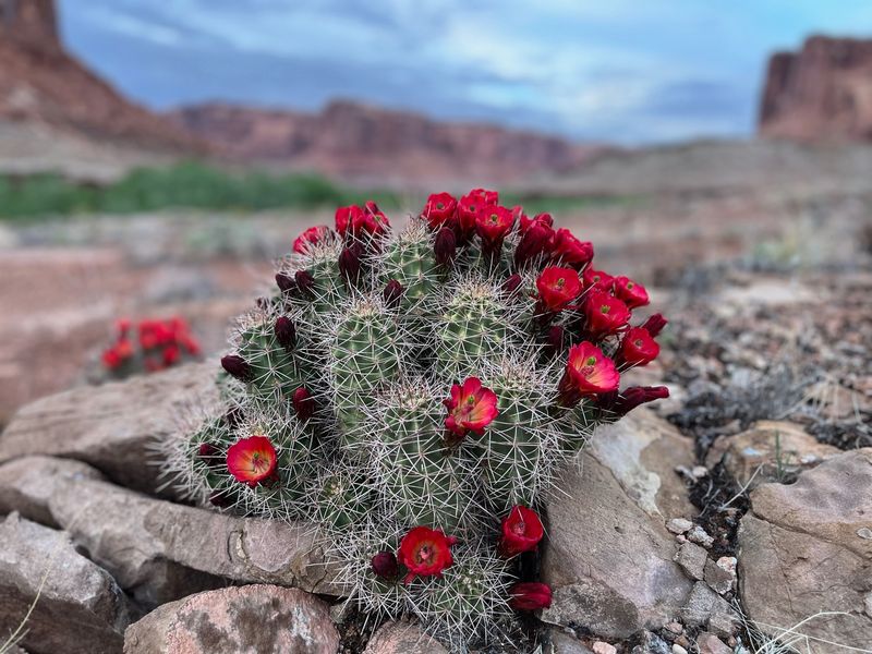 Cactus flowers at Barrier Creek