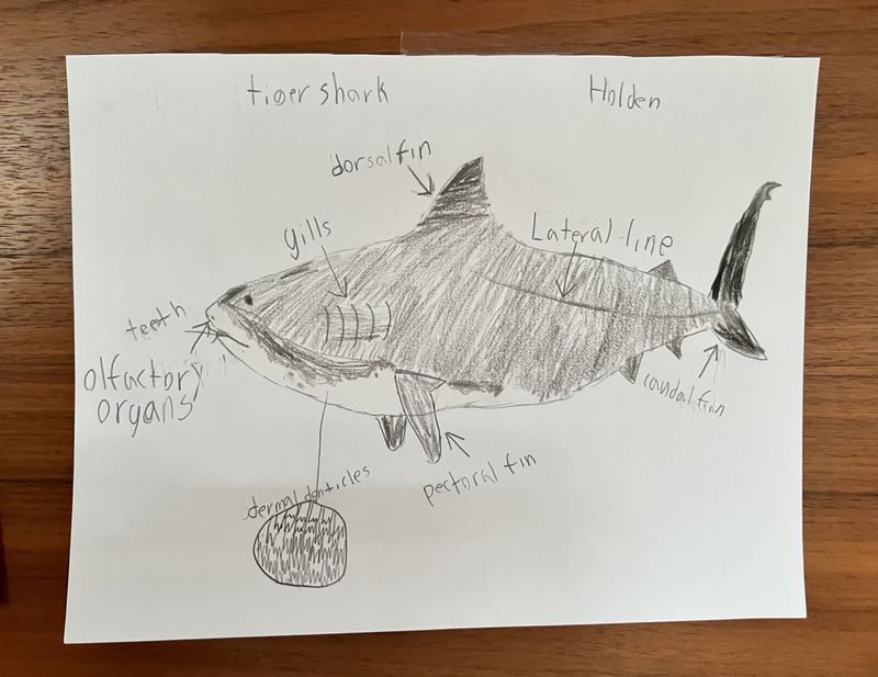 Holden’s Shark Drawing