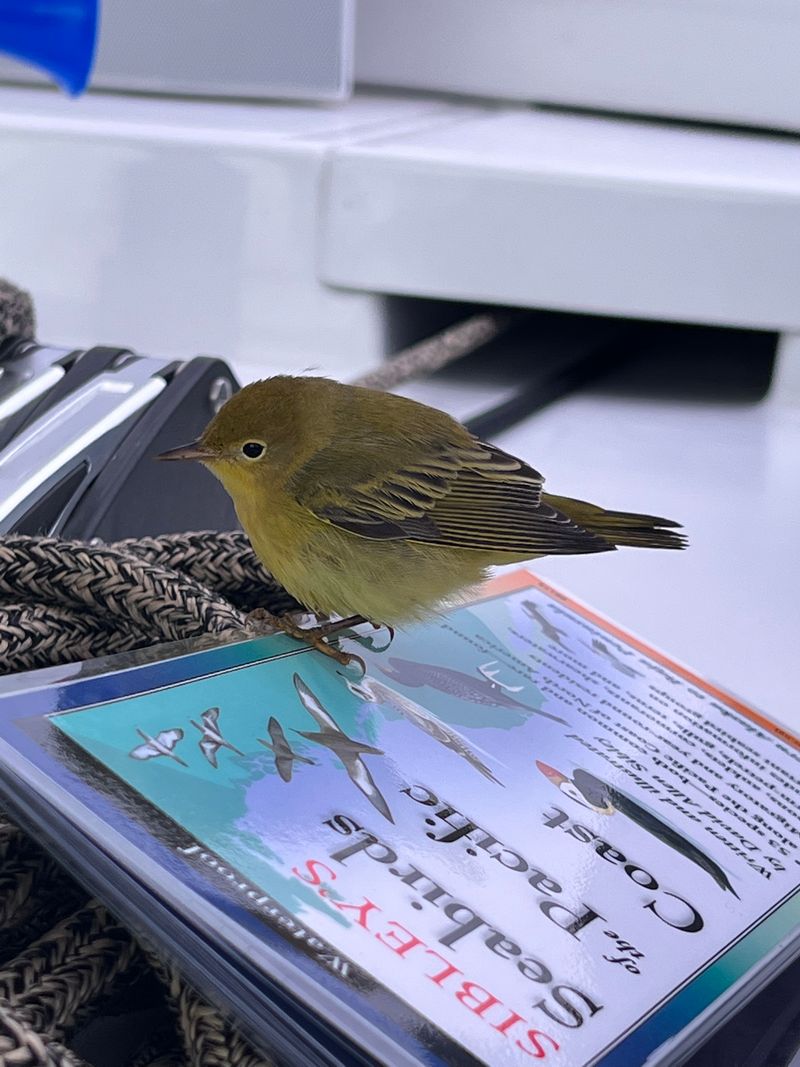 Song bird taking a rest, checking out the bird guide