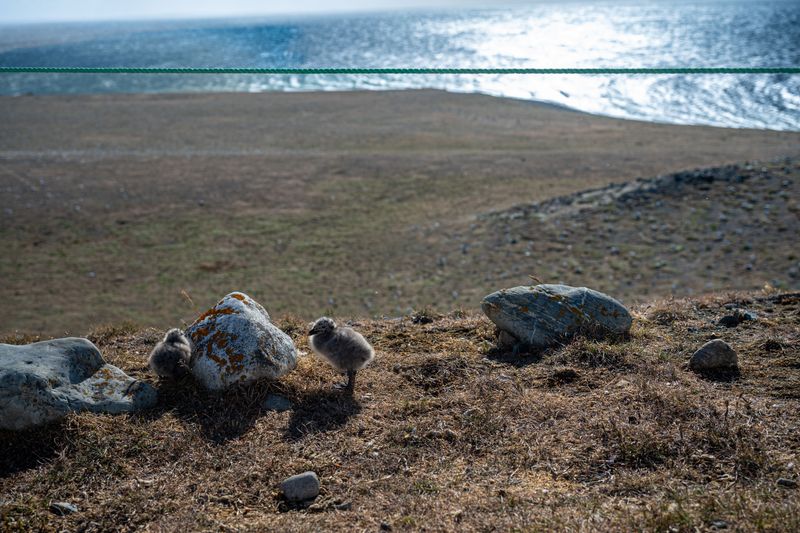 Seagull Chick on the top of Magdalena Island