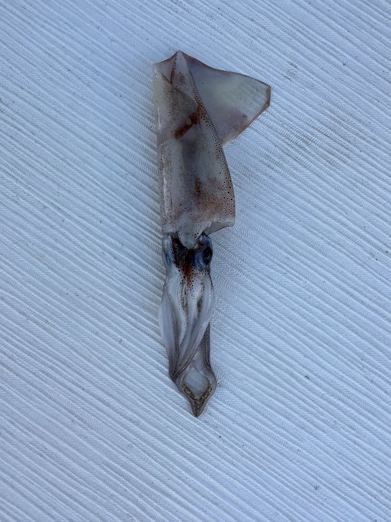 Squid on deck, found in the morning after a night at sea