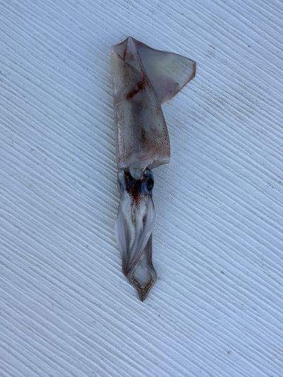 Squid on deck, found in the morning after a night at sea