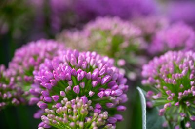 Allium