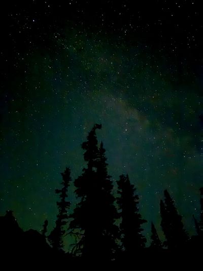 Stars Above the Treeline